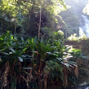 Cariocando na Floresta da Tijuca