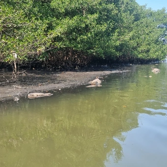 Pantanal do Rio de Janeiro