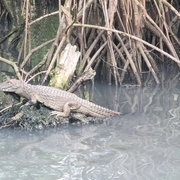 Pantanal do Rio de Janeiro