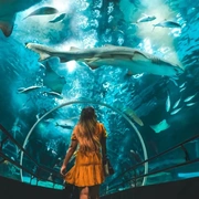 Cariocando no AquaRio e Boulevard Olímpico